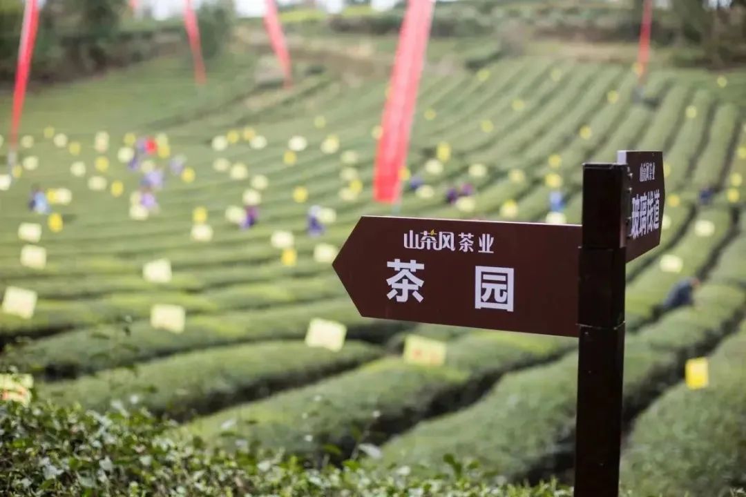 天然富硒黄酮茶
