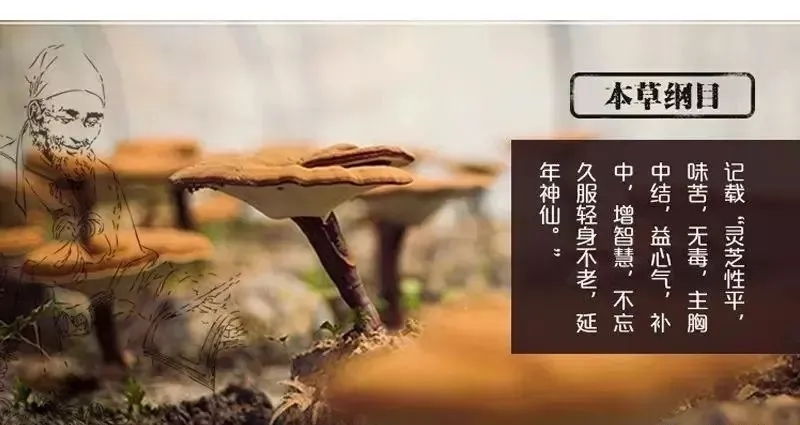 灵芝为什么补硒