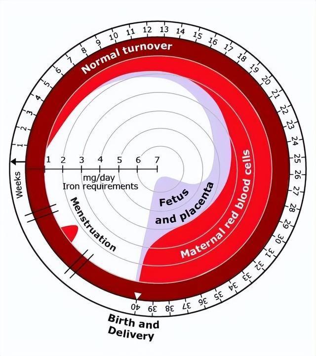 孕期什么时候补铁(怀孕期间补铁)-硒宝网