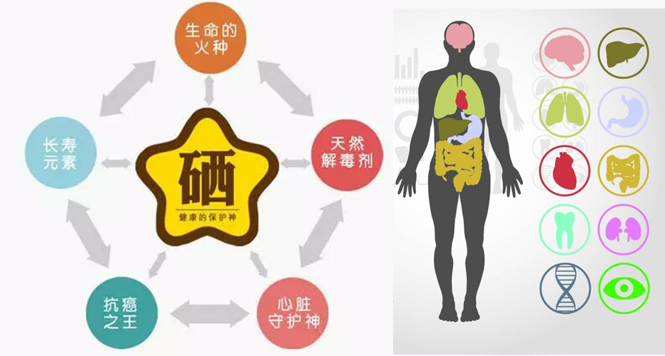 补硒产品有机硒