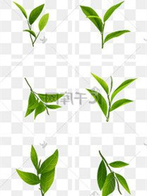 康硒茶牌富硒老白茶