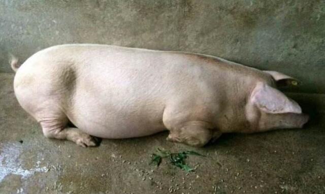 给母猪补硒咋补