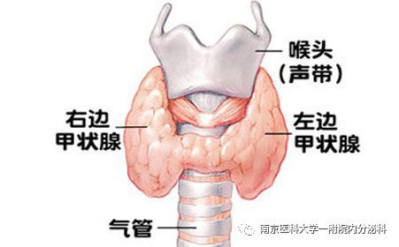甲状腺桥本补硒