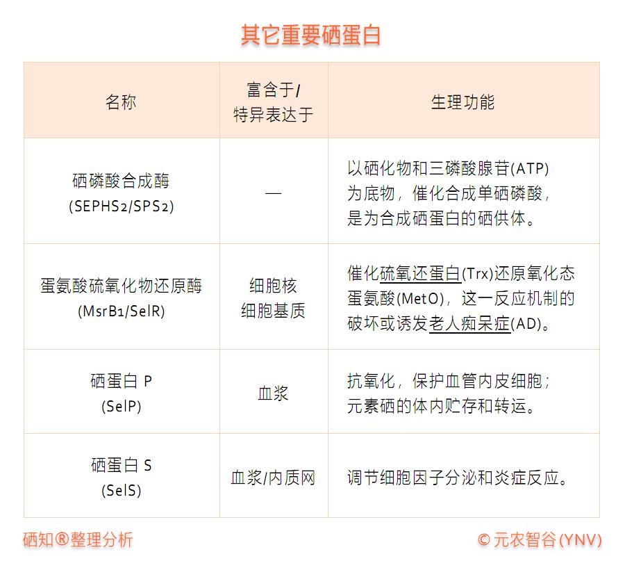 甲状腺补硒标准