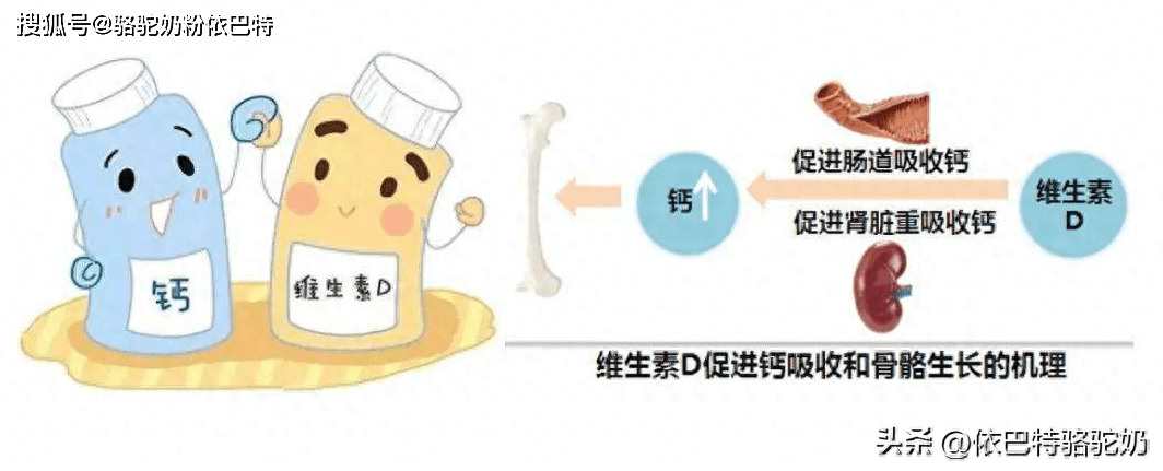 喝龙牡壮骨颗?；剐枰垢坡? /></p>
<p>补钙首选食补</p>
<p>补钙的方法很多，但对于宝宝来说，首选的当然是食补。但如果宝宝存在挑食、偏食、乳糖不耐等情况导致无法通过食补来满足身体对钙的需求的话，也可以选择一款合适的钙剂。</p>
<p>孩子入口的食物，还是以当季新鲜食材为好。也可以给宝宝吃应季蔬果如：鸡毛菜、虾、猕猴桃、苹果等等都是很好的选择哦~</p>
<p>tips：要让孩子少吃薯条、汉堡之类的油炸食品，吃多了的话会造成身体排出钙质，同时也要注意不要喝碳酸饮料来阻碍钙质的吸收。</p>
<p>选择钙剂帮忙</p>
<p>事实说，光从以上两个方面补钙，是做不到完全满足儿童的成长需求，所以宝妈宝爸最好是能够结合钙剂帮孩子补钙，特别是对于已经确诊缺钙的小朋友，钙剂是一定要给孩子吃的东西。小儿碳酸钙D3颗粒、龙牡壮骨颗粒都是比较好的选择。</p>
<p>宝宝什么时候补钙最好？</p>
<p>按正常的激素分泌调节作用，人体在晚间12点以后至凌晨时期内，血钙最低，这时钙剂的吸收率最高，利用最好。所以，晚餐后服用钙剂是人体补钙的最佳时间。</p>
<p>钙不应集中在一个时间段</p>
<p>按照通常生活习惯，我们一般选早晨喝奶，豆奶等含钙量高的食品，这时候人体对钙的摄取已经足够了，所以，服用钙剂就不要再选择早晨。</p>
<p>餐后补钙更容易被吸收</p>
<p>由于进餐时人体分泌胃酸较多，这时的钙剂最容易被吸收，所以钙剂最好应在饭后1小时后服用。即使是胃酸缺乏的病人，餐后服用钙剂也能达到正常的钙吸收。</p>
<p>拓展小贴士</p>
<p>很多妈妈清楚宝宝补钙的重要性，但却忽略了维生素D的补充，导致补充的钙质绝大部分都没有被机体吸收利用。它可以促进小肠对钙的吸收，促进肾小管对钙磷的重吸收，减少钙的流失，还能维持血钙浓度。维生素D缺乏时可引起：钙磷经肠道吸收减少，骨样组织钙化障碍;佝偻病，表现为易惊、多汗、烦躁和骨骼改变。</p>
<p>我们提倡以自然的方式：户外运动和阳光照射来获取维生素D。但由于地区环境的限制，比如说阴雨连绵的天气，无法接受到足够的光照，且宝宝晒太阳也有一定的危险，应避免阳光直射 。这样的情况下，维生素D营养品就是很好的补充了。所以，在选择补钙产品时，可以选择搭配维生素D补充，更好促进营养的吸收。</p>										<div   id="zptmy5zary"   class="single-copyright">
						版权声明：本文为互联网用户自发贡献的内容，其中观点及相关内容仅代表作者本人。本网站仅提供信息存储空间服务，不拥有这些内容的所有权，并且不承担任何法律责任。如果发现本网站上有涉嫌侵权或违法违规的内容，请立即联系我们的客服QQ：6532516以便进行及时清除。					</div>
									</div>
                <div   id="zptmy5zary"   class="mb-default clearfix">
										<a class="float-left btn btn-outline-default mr-small" href="http://www.jkassets.cn/tag/%e5%96%9d%e9%be%99%e7%89%a1%e5%a3%ae%e9%aa%a8%e9%a2%97%e7%b2%92%e8%bf%98%e9%9c%80%e8%a6%81%e8%a1%a5%e9%92%99%e5%90%97/">喝龙牡壮骨颗粒还需要补钙吗</a>
									</div>          
				<div   id="zptmy5zary"   class="log-neighbor clearfix">
					<a href="http://www.jkassets.cn/23343.html" rel="prev"><span>上一篇：</span>补硒吃什么海鲜（什么海鲜含硒成分高）</a>					<a href="http://www.jkassets.cn/23348.html" rel="next"><span>下一篇：</span>怎样补硒最安全（补硒的安全剂量）</a>				</div>
                <div   id="zptmy5zary"   class="log-readmore">
					<h5 class="page-header">继续阅读</h5>
					<ul>
											<li><span id="zptmy5zary"    class="page-dot"></span><a href="http://www.jkassets.cn/24191.html">喝龙牡壮骨颗?；剐枰垢坡穑ú垢屏底彻强帕：寐穑?/a></li>
										</ul>
				</div>
            </div>
        </div>
<div   id="zptmy5zary"   class="col-right d-none d-lg-block">
		<div   id="zptmy5zary"   class="sidebar-box">
		<h4 class="sidebar-title">随机文章</h4>
		<div   id="zptmy5zary"   class="sidebar-log">
			<ul>
								<li><a href="http://www.jkassets.cn/21510.html" target="_blank">上海买锌硒宝（锌硒宝哪里有卖）</a></li>
								<li><a href="http://www.jkassets.cn/79562.html" target="_blank">紫阳富硒红茶（紫阳富硒红茶价格）</a></li>
								<li><a href="http://www.jkassets.cn/40998.html" target="_blank">富硒藜麦面粉好处（富硒藜麦粉的功效）</a></li>
								<li><a href="http://www.jkassets.cn/38279.html" target="_blank">仙人尖富硒茶价各（仙人尖石台硒茶价格表）</a></li>
								<li><a href="http://www.jkassets.cn/49177.html" target="_blank">伊可新补钙吗（伊可新是补钙还是促进钙吸收）</a></li>
								<li><a href="http://www.jkassets.cn/74086.html" target="_blank">舌癌可以补硒吗吃多久好（补充硒癌症就不会复发吗）</a></li>
								<li><a href="http://www.jkassets.cn/79841.html" target="_blank">补硒要补多久（中国硒推荐量制定）</a></li>
								<li><a href="http://www.jkassets.cn/1204.html" target="_blank">富硒贡茶价格（富硒贡芽多少钱一斤）</a></li>
								<li><a href="http://www.jkassets.cn/28827.html" target="_blank">湖南富硒茶企业（湖南有个什么硒集团）</a></li>
								<li><a href="http://www.jkassets.cn/8462.html" target="_blank">牛羊硒的和补硒的好处（硒牛羊好处补充什么）</a></li>
							</ul>
		</div>
	</div>
			<div   id="zptmy5zary"   class="sidebar-box js_asd_bottom">
		<div   id="zptmy5zary"   class="sidebar-custom">
			<a href="" rel="nofollow" target="_blank">
				<img src="http://www.jkassets.cn/wp-content/uploads/2023/12/1593602619028180.jpg"></a>
		</div>

	</div>
	</div>    </div>
</div>
 <div   id="zptmy5zary"   class="footer-wrap">
	<div   id="zptmy5zary"   class="container">
		<div   id="zptmy5zary"   class="row">
			<div   id="zptmy5zary"   class="col-12">
				
<a href="http://www.jkassets.cn/privacy-policy/">隐私政策</a>

								<a rel="nofollow"  target="_blank">陕ICP备2021015245号-4</a><a href="/sitemap.xml">网站地图</a>
								<span>© 硒宝网</span>
			</div>
		</div>
	</div>
</div>
<a class="page-backtop"><i class="fa fa-icon fa-angle-up"></i></a>
<script>
var swiper = new Swiper(