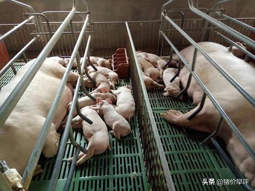 补硒后小猪呕吐