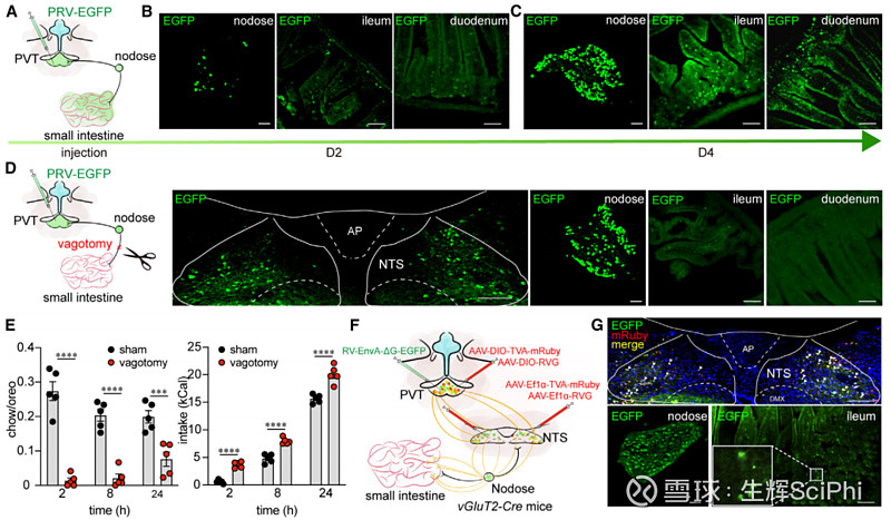 补硒过度的食物(过度补食物硒会怎么样)-硒宝网