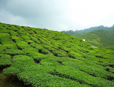 普洱茶含铅量多少毫克正常-普洱茶含铅量多少毫克正常呢