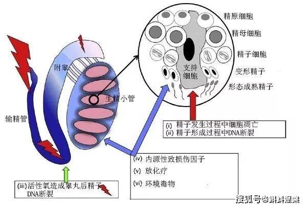 硒需要单独补吗