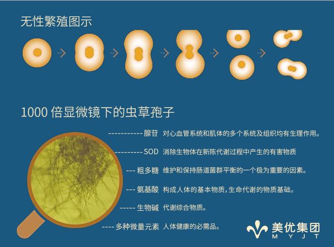 补硒降血压血糖