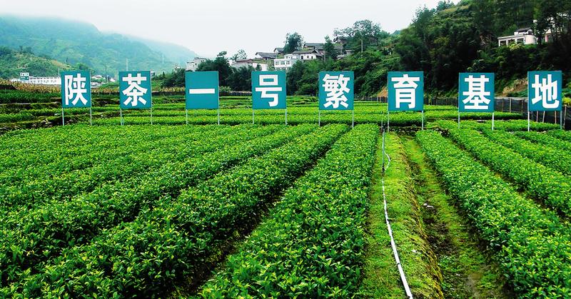 中国的补硒工程