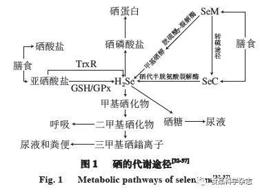 青少年可以补硒