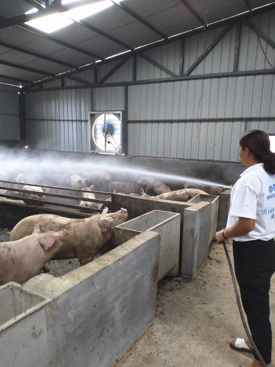 仔猪补硒的方法(补仔猪方法硒含量多少)-硒宝网