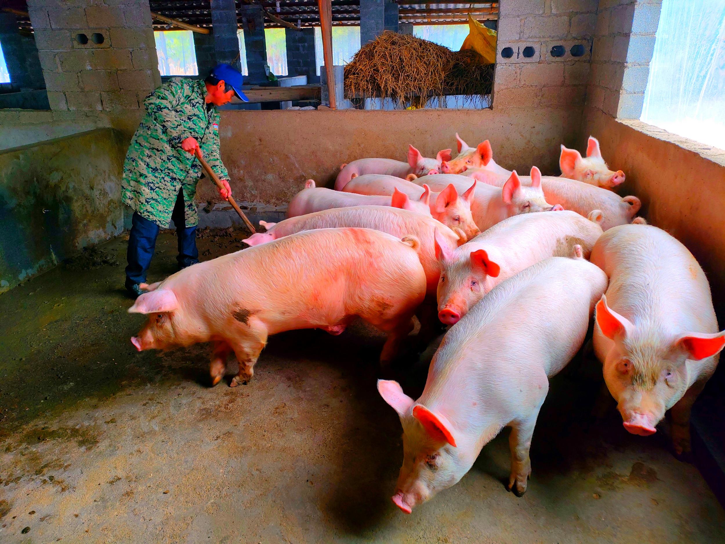 仔猪补硒的方法(补仔猪方法硒含量多少)-硒宝网