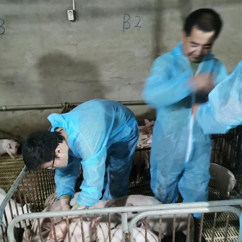 仔猪补硒的方法(补仔猪方法硒含量多少)-硒宝网