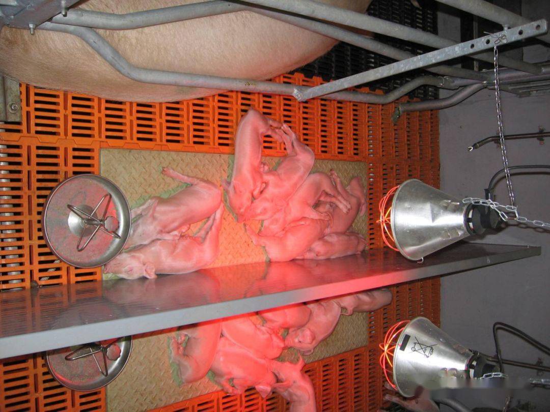 仔猪补硒的方法(补仔猪方法硒含量多少)-硒宝网