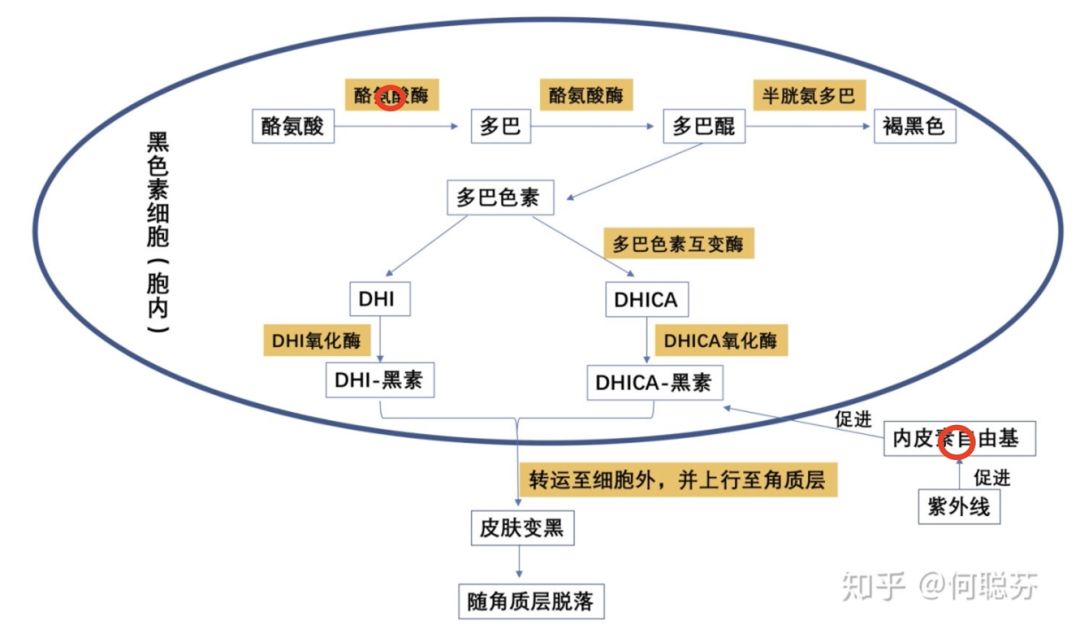 维生素补硒作用