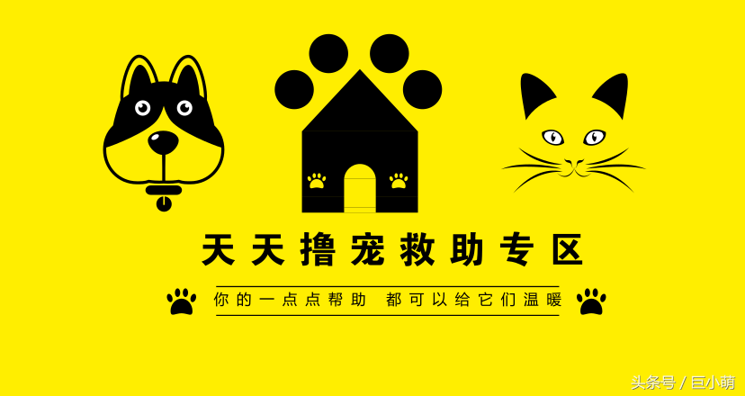 对狗狗的救助，除了领养还有这个方法