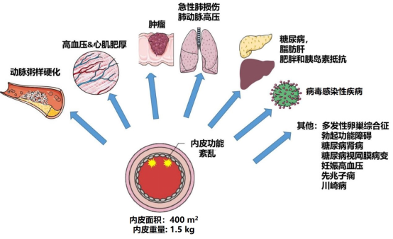 补硒后会出血吗