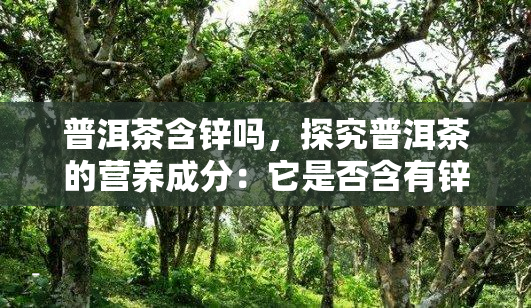 普洱茶含锌吗，探究普洱茶的营养成分：它是否含有锌？