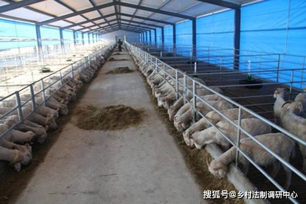 羊羔能不能补硒