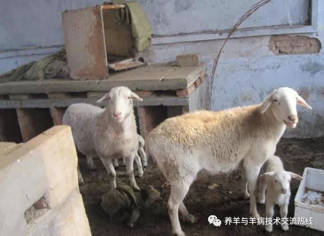 羊用补硒添加剂