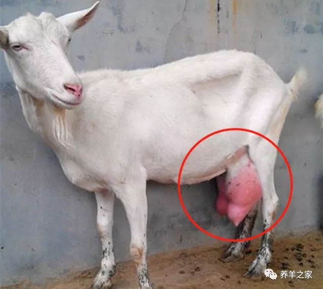 怎么样给羊补硒