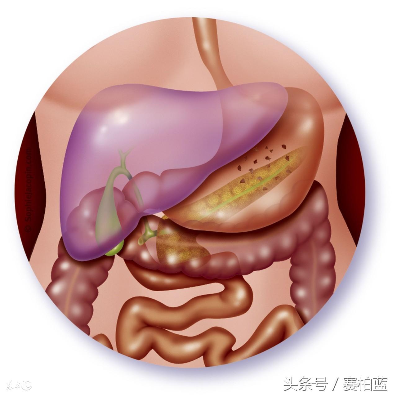 脂肪肝能补硒吗(肝脂肪能补硒嘛)-硒宝网