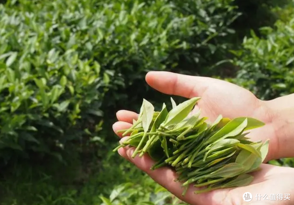 湖北人爱喝的3种茶，喝完爱不释手，你是不是也在喝？