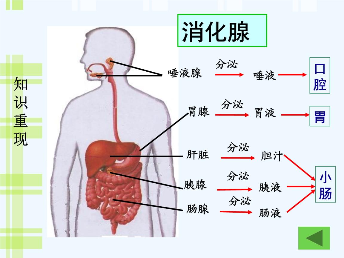 富硒产品的吸收