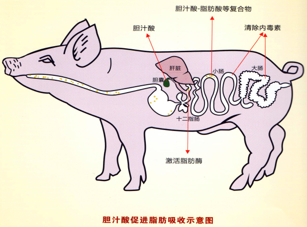 富硒产品的吸收