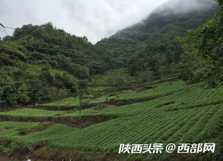 富硒农产品新闻(新闻农富硒产品有哪些)-硒宝网