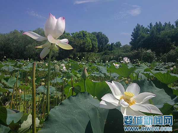 富硒农产品目标