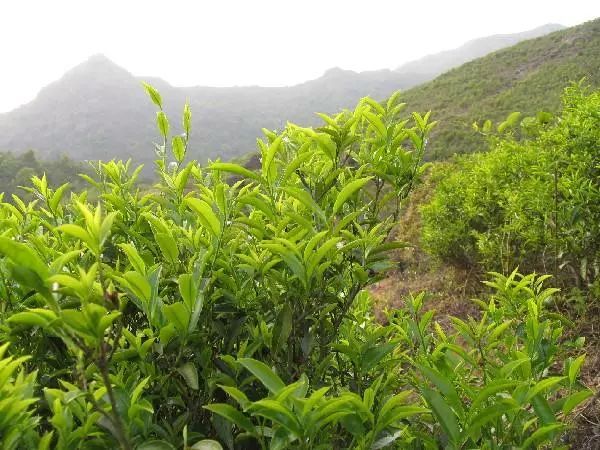 富硒单丛茶特点