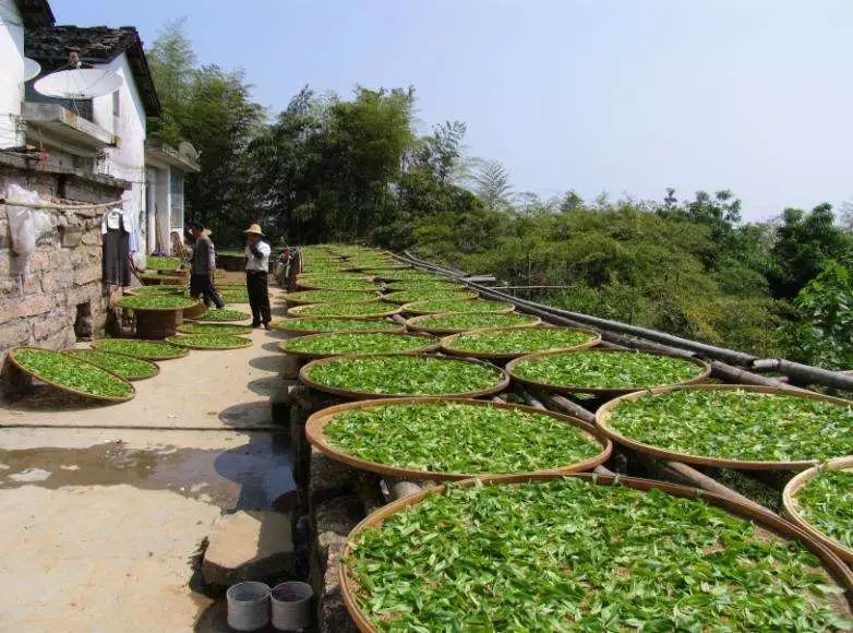 富硒单丛茶特点