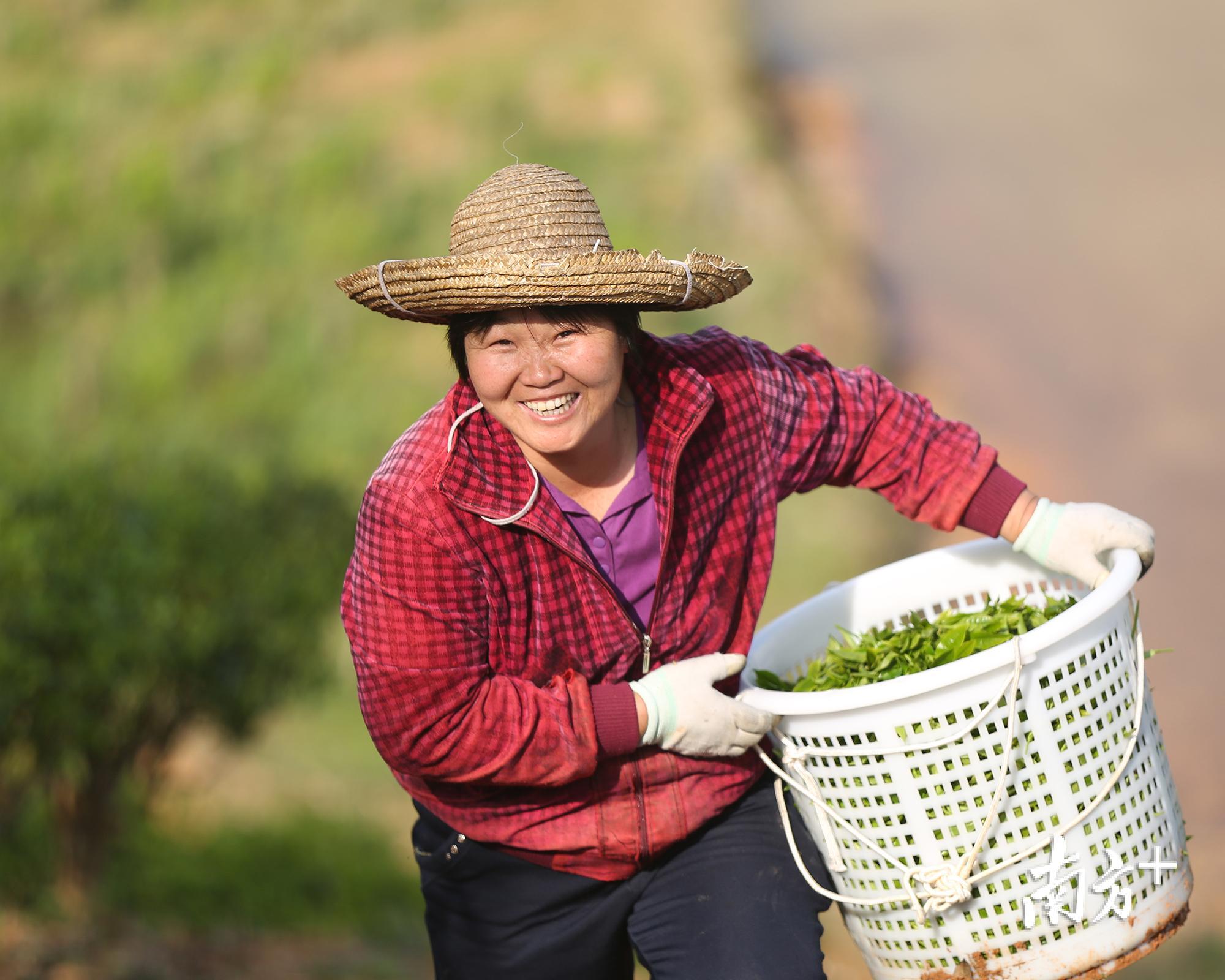 福建富硒乌龙茶