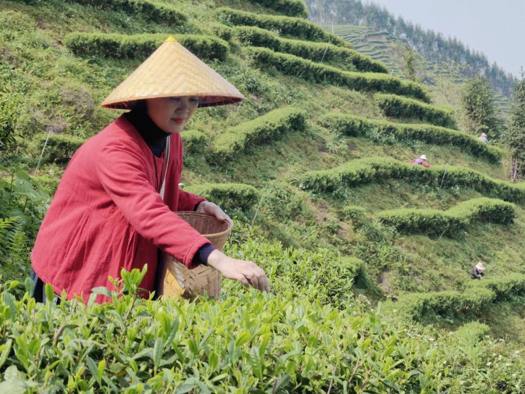 玉林葵峰富硒茶
