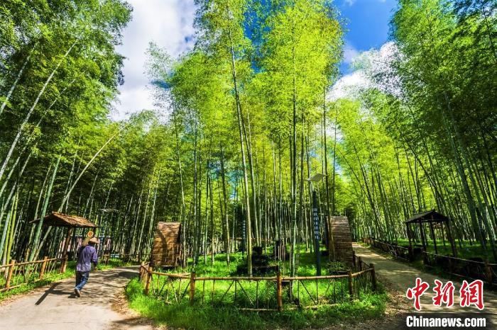 福建富硒乌龙茶(富硒乌龙茶多少钱一斤)-硒宝网