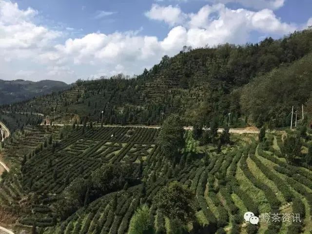 开阳富硒制茶师