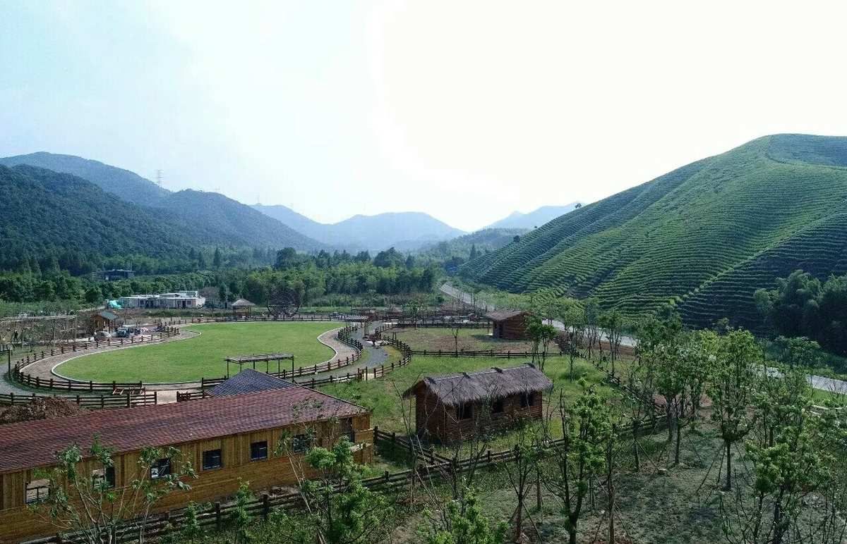 大道河镇富硒茶(恩施玉露富硒茶)-硒宝网