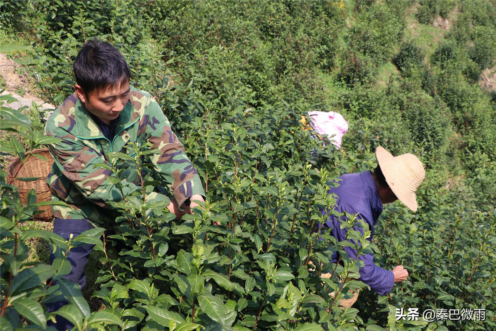 焕古紫阳富硒茶