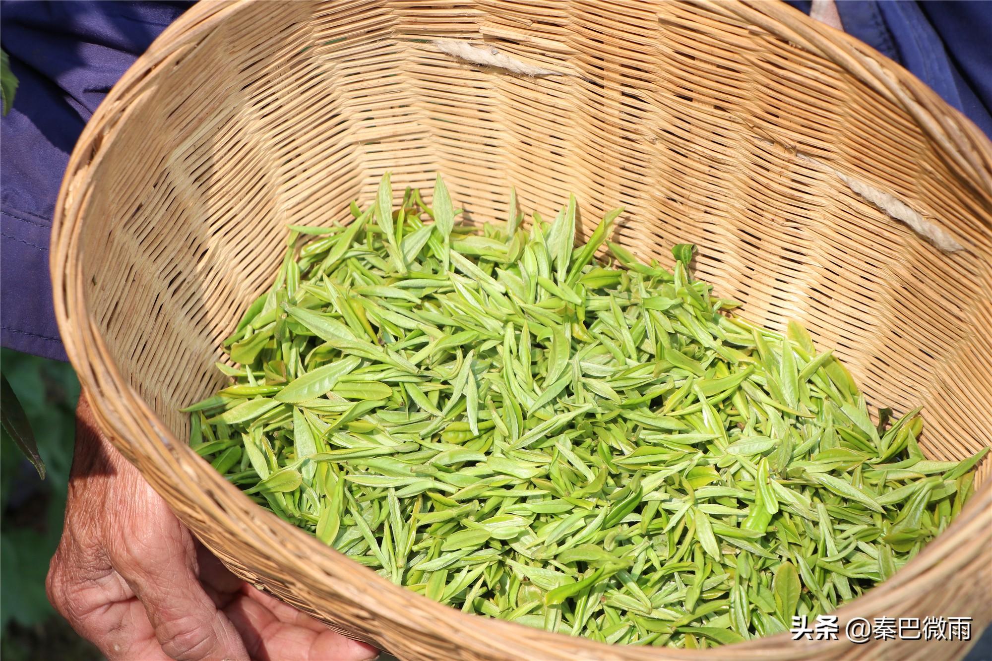 焕古紫阳富硒茶
