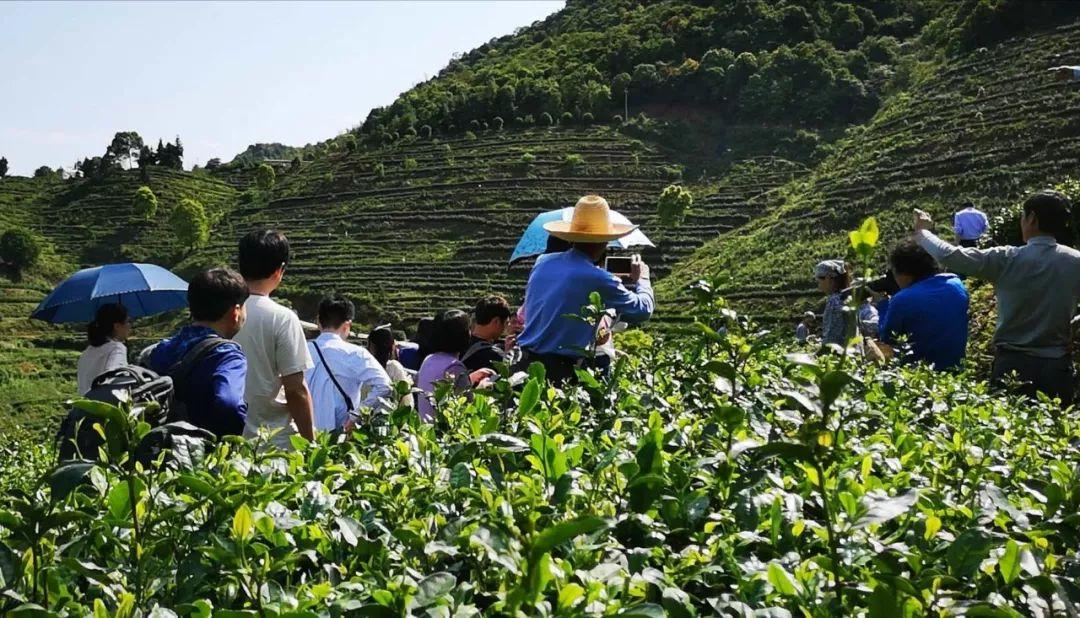 富硒茶含多少硒