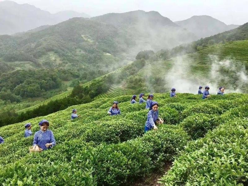 陕西富硒茶简介