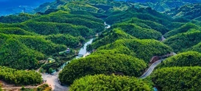 沐川竹海