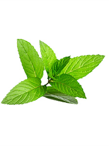 富硒茶是什么茶种