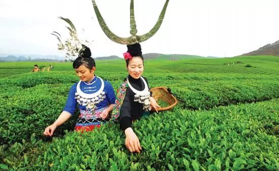 原生富硒茶黄茶