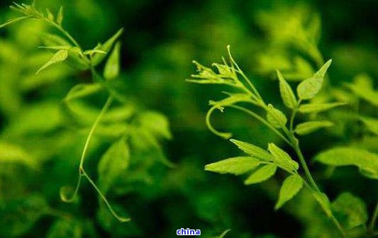 恩富硒藤茶：功效、适合人群与作用介绍，公司价格一览