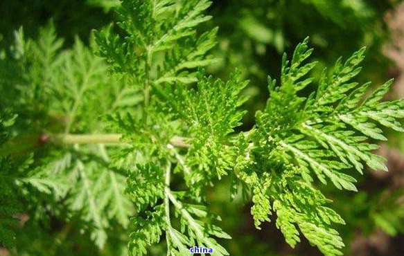恩富硒藤茶：功效、适合人群与作用介绍，公司价格一览