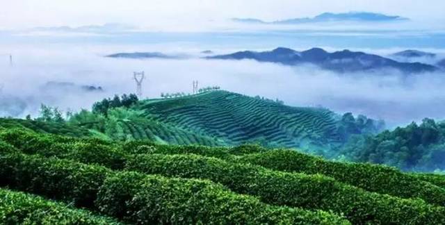 紫阳富硒茶橘茶
